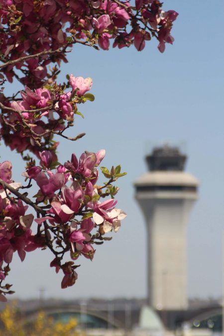 Photo of the airport in the background with a pink flower handing from a tree in the foreground