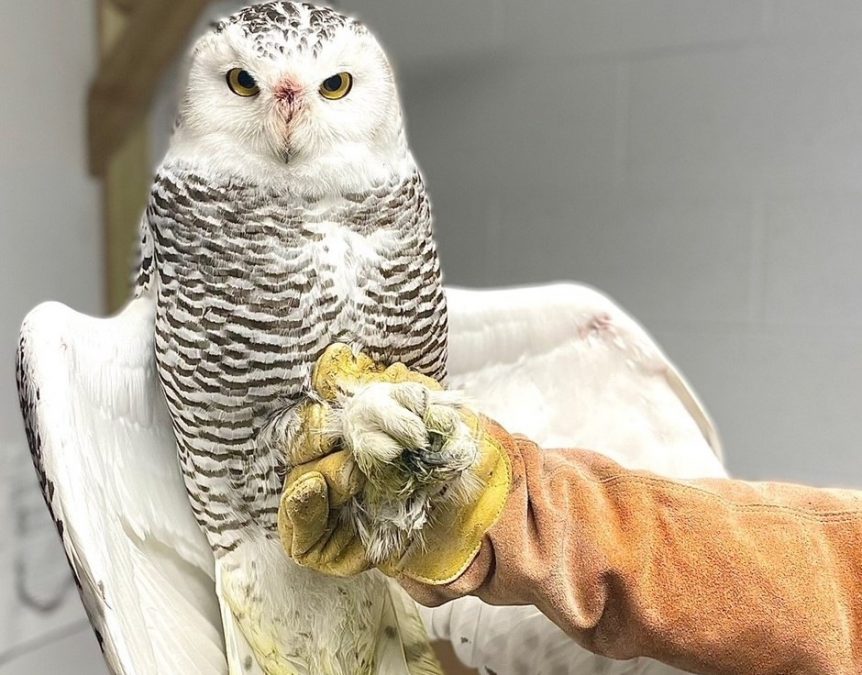 Photo of a white snowy owl behind held by the talons by someone with a brown jacket and yellow glove on