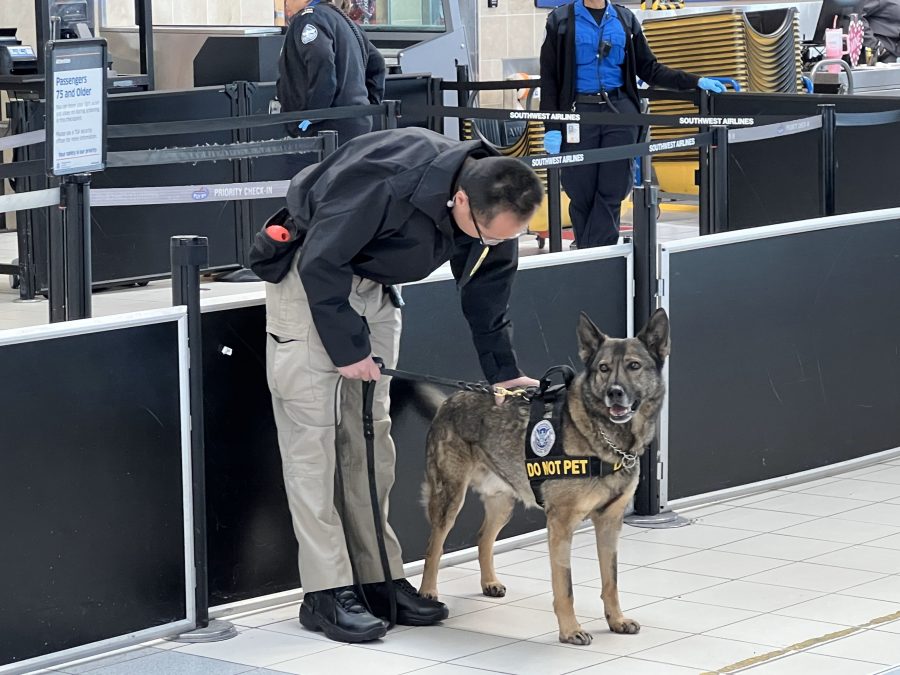 A TSA handler at St. Louis Lambert International Airport is seen with a working dog near a security checkpoint. The dog, wearing a vest labeled "DO NOT PET," stands alert and attentive while the handler checks its harness. TSA officers and equipment are visible in the background, highlighting security operations at the airport.