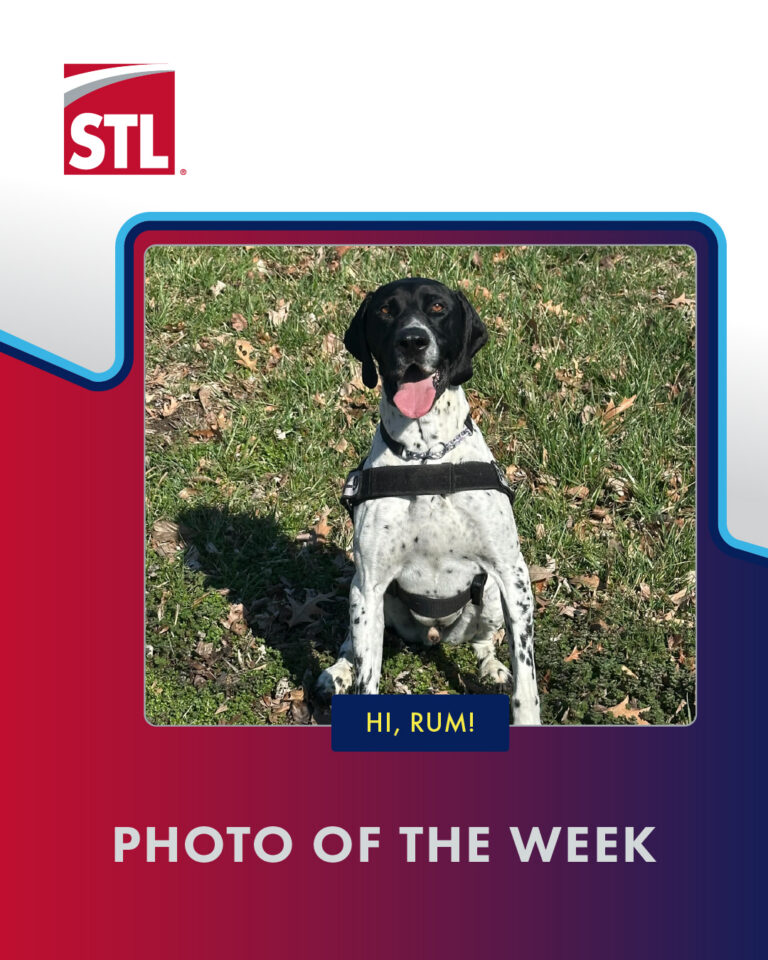 This is a photo of Rum, the newest member of the STL Airport Police Department's K-9 Unit. He is a five-year-old, German Shorthaired Pointer. He is shown sitting in the grass at a local St. Louis Park. He is shown head forward with his mouth open, tongue sticking out panting with joy.